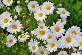 daisies